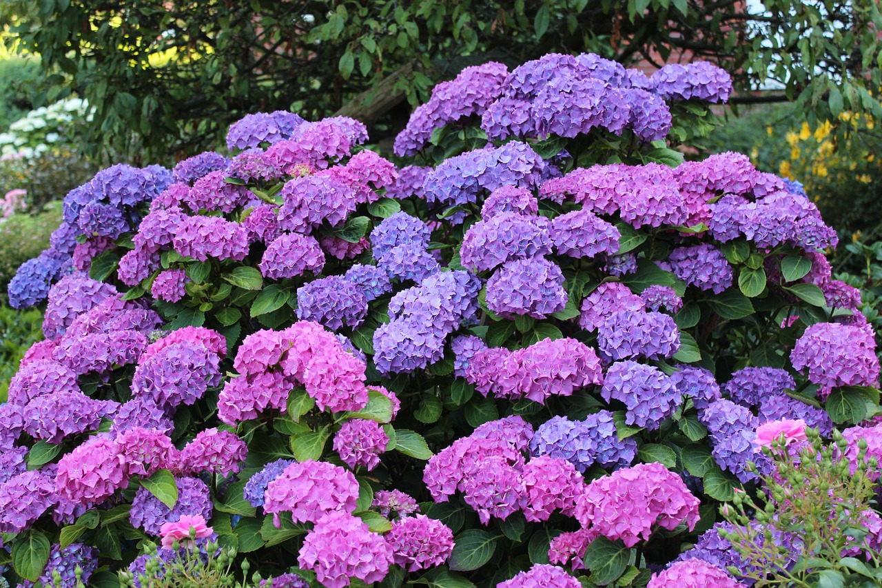 Best Plants for a Garden That Thrives in Humid Climates